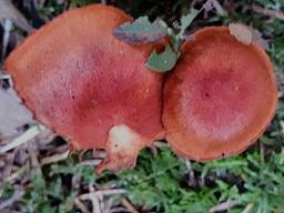 Cortinarius sanguineus