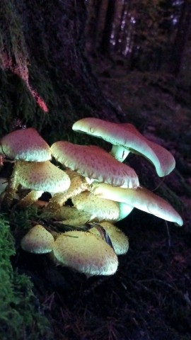 Pholiota squarrosa