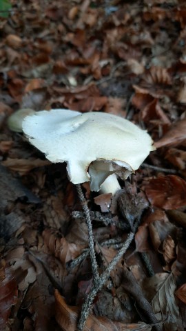 Agaricus sylvicola