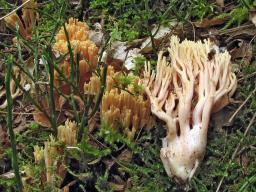 Ramaria formosa