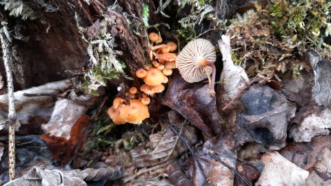 Xeromphalina campanella