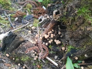 Coprinellus disseminatus