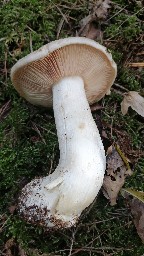 Entoloma sinuatum