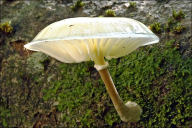 Mucidula mucida