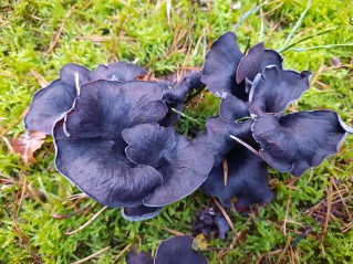 Craterellus cornucopioides