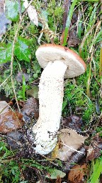 Leccinum versipelle