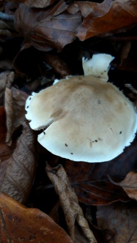 Tricholoma