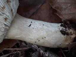 Russula paludosa