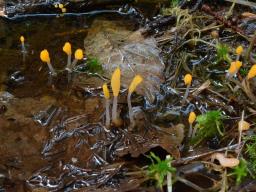 Mitrula paludosa