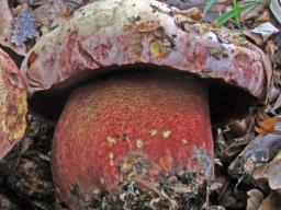 Rubroboletus rhodoxanthus