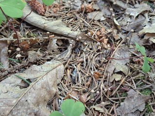 Paragymnopus perforans