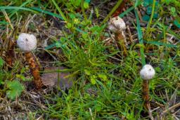 Tulostoma winterhoffii