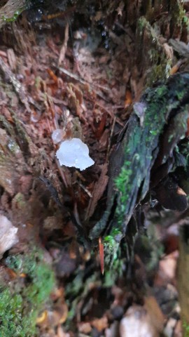 Pseudohydnum gelatinosum