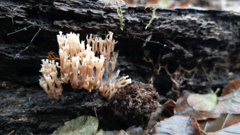 Artomyces pyxidatus