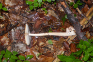 Amanita fulva