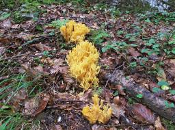 Ramaria flavescens