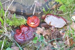 Ganoderma lucidum