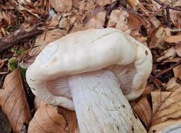 Hygrophorus poetarum