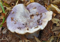Cortinarius cumatilis