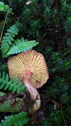 Phylloporus rhodoxanthus