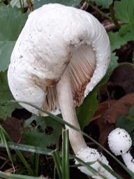 Leucocoprinus cretaceus