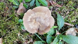 Entoloma rhodopolium