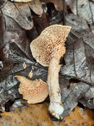 Hydnum rufescens