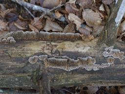 Gloeophyllum abietinum