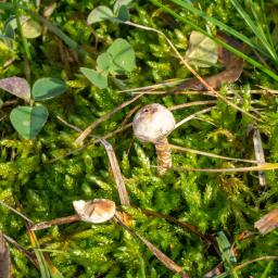 Tulostoma brumale