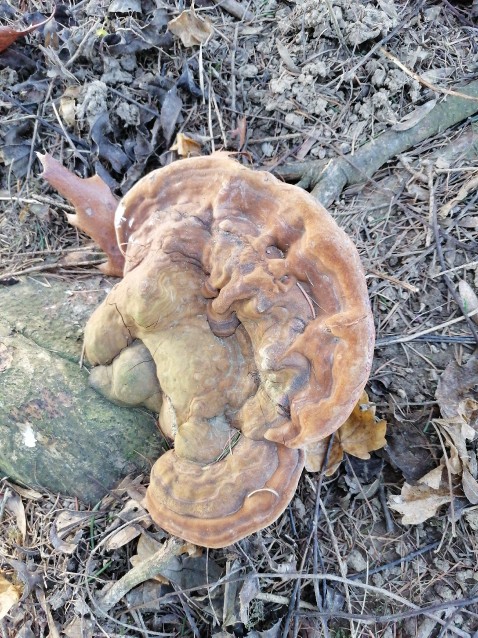 Ganoderma carnosum