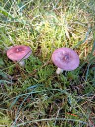 Russula caerulea