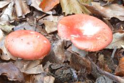 Russula nobilis