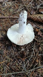Russula virescens