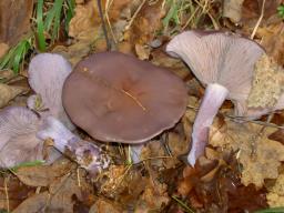 Collybia nuda
