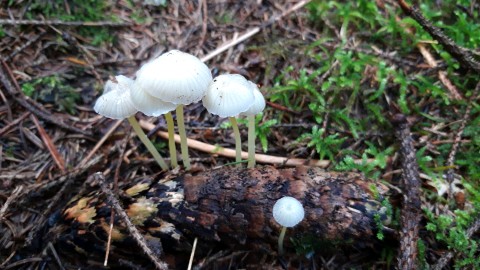 Mycena epipterygia