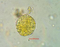 Phragmidium rubi-idaei