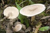 Lentinus tigrinus