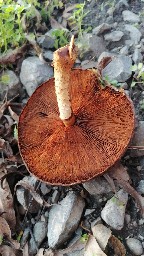 Pholiota conissans