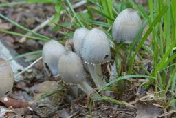 Coprinopsis atramentaria