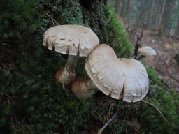 Cortinarius traganus