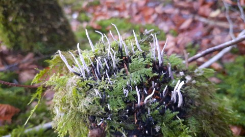 Xylaria hypoxylon