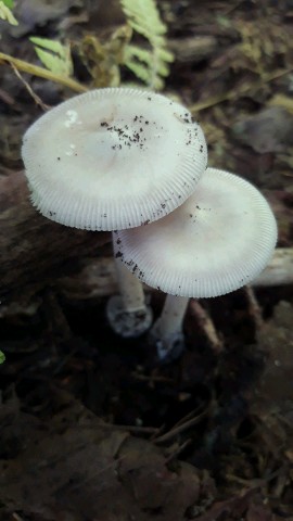 Amanita vaginata