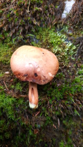 Chalciporus piperatus