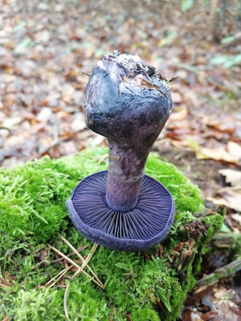 Cortinarius violaceus