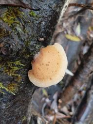 Crepidotus calolepis