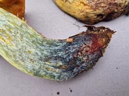 Suillellus queletii