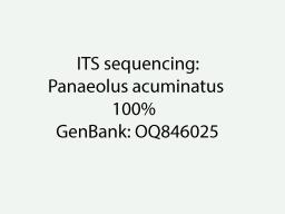 Panaeolus acuminatus