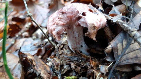 Hygrophorus russula