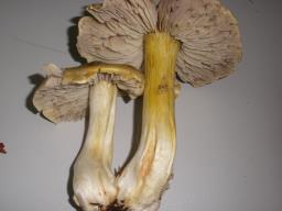 Tricholoma luridum