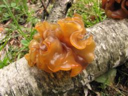 Phaeotremella foliacea